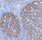 Anti-BOB1 Monoclonal Antibody